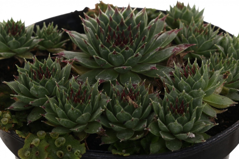 Растение роза каменная Молодило Graptopetalum paraguayense 0,5 л h 2-5 см