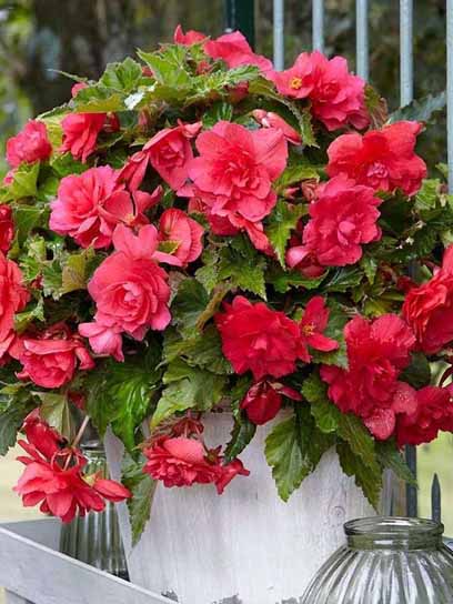 Клубень TUBERBULB Export B.V. бегонии пендулы Розовой 1 шт. 