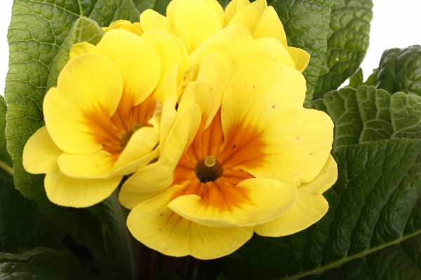 Растение комнатное Примула Acaulis 10/15