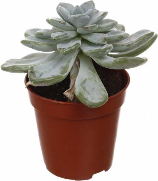 Рослина кімнатна Сукулент мікс 5х8 см