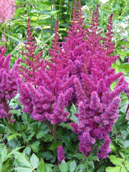 Кореневище астільби Пьорплкерзе 1 шт. 