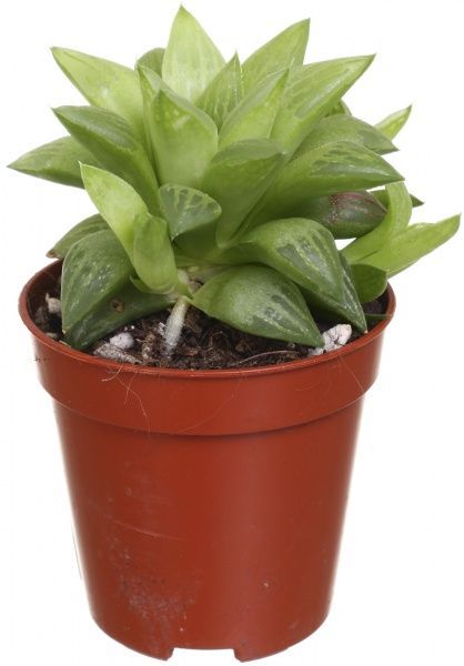 Рослина Алоє мікс 5.5х7 см