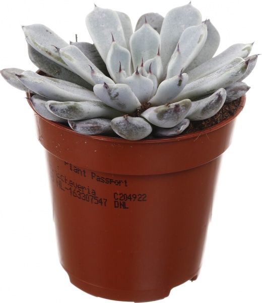 Рослина кімнатна Сукулент 5х8 см