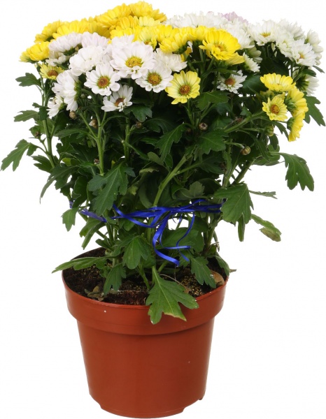 Растение Хризантема росси микс в горшке d14/h25