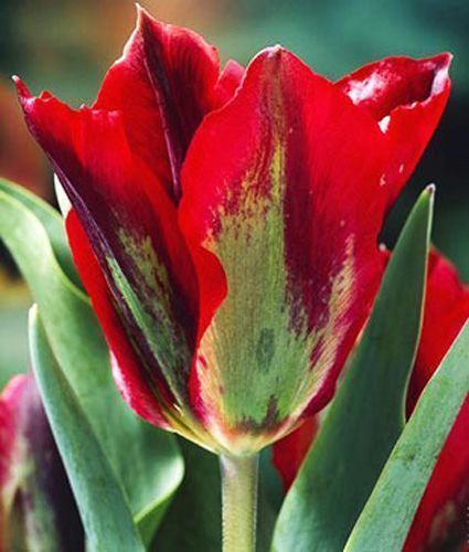 Луковица Яскрава виридифлора Hollywood 3 шт. 