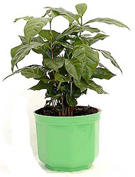 Растение Кофе Арабика в керамической чашке 12/25