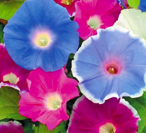 Семена Професійне насіння ипомея Кружево смесь 0,5 г (4823058203225)