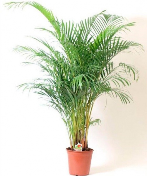 Рослина кімнатна Пальма Арека 12/50