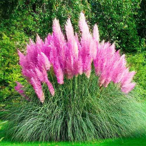 Растение Кортадерия розовая 13х40
