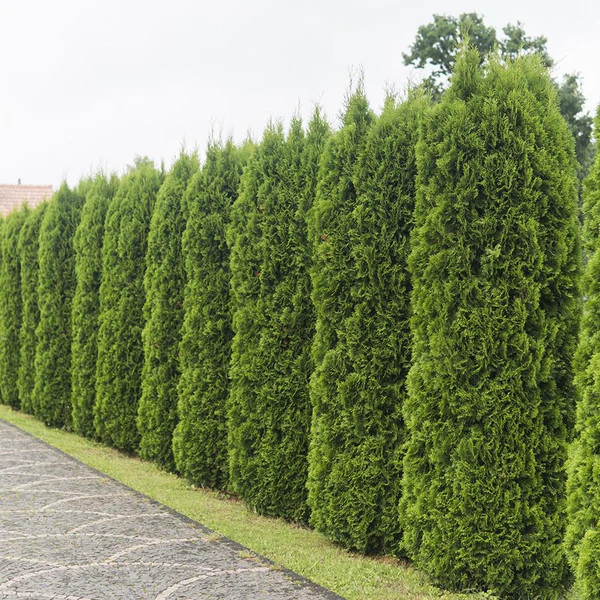 Рослина Туя складчата Емеральд/ Thuja pl. 'Emerald' С7,5/Н30-40