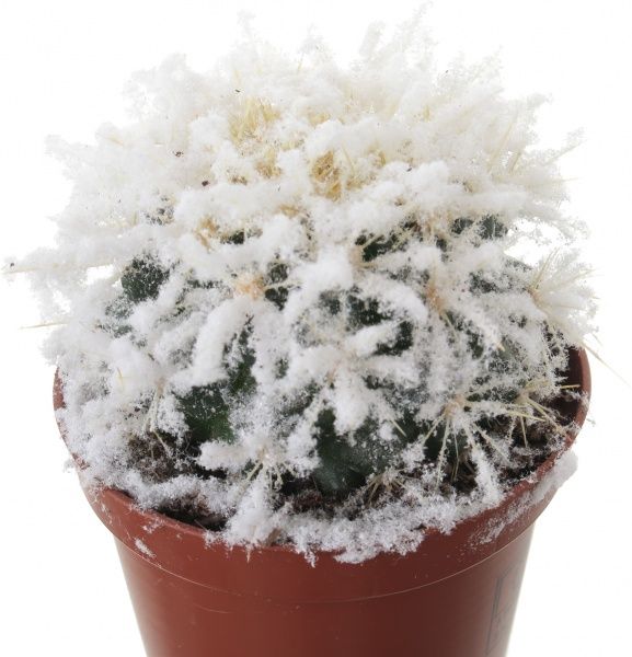 Растение Кактус Грузони сортовой 8х15 см