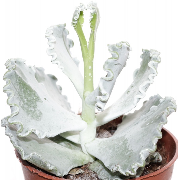 Растение Котиледон 09/15