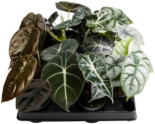 Растение Алоказия микс d12/h40