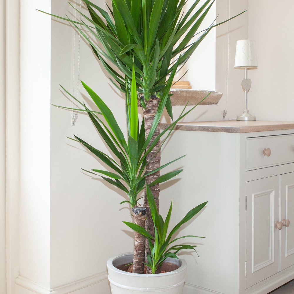 Субстрат Biovita для пальм, юкк и драцен 20 л