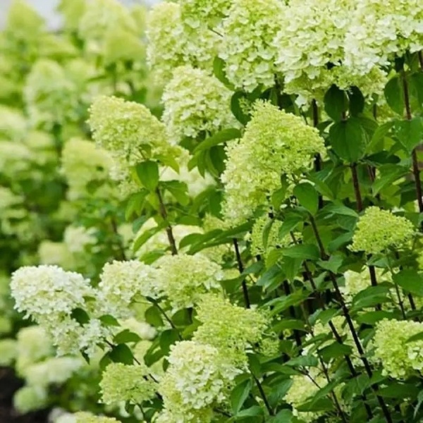 Растение Гортензия метельчатая Лаймлайт С 2-3