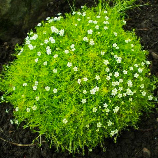 Рослина Моховинка шилоподібна С1