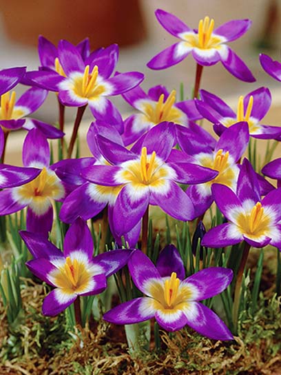 Клубнелуковица крокуса ботанического Сибери Триколор 5 шт. 