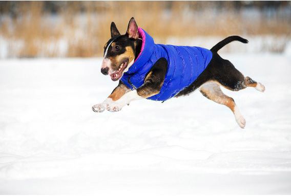 Куртка Airy Vest двостороння для собак М40 рожево-фіолетова