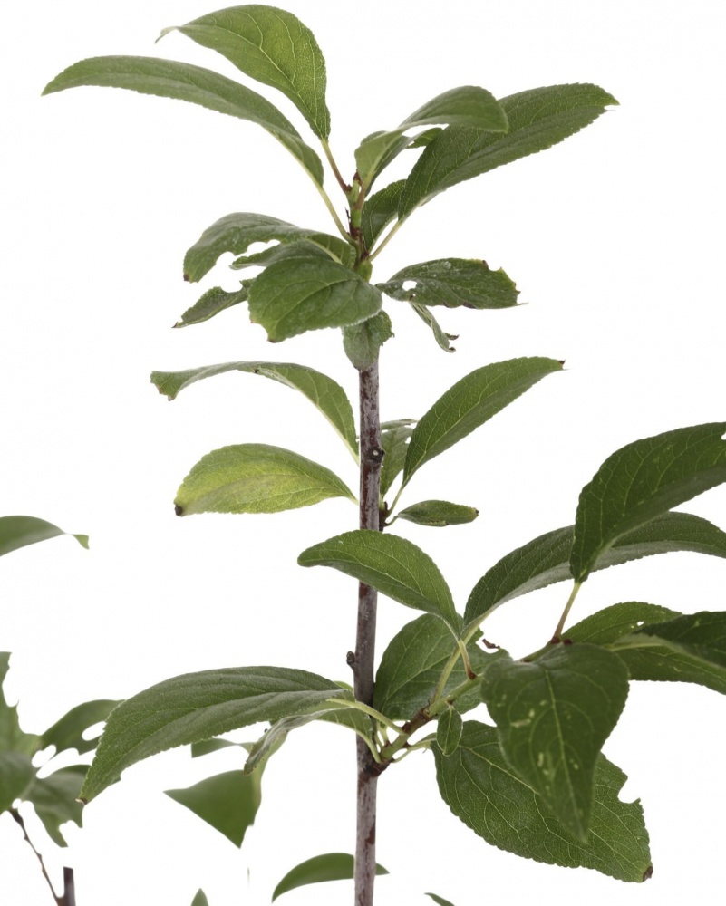 Саджанець Сливав асортименті 3 р (L.15)