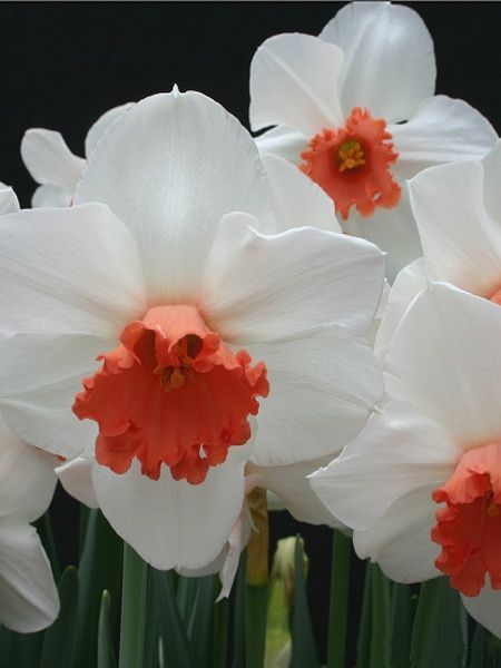 Луковица TUBERBULB Export B.V. нарцисса Кул Флейм 3 шт. 