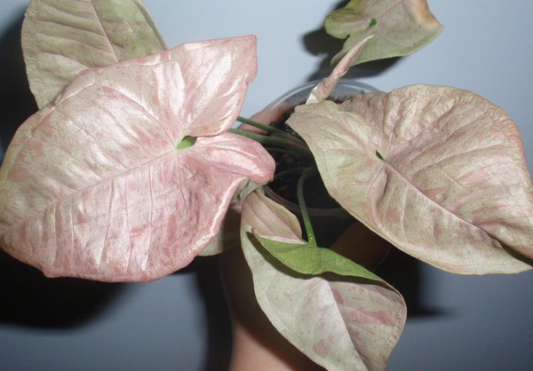 Рослина Сингоніум 7x15 Pink Spot
