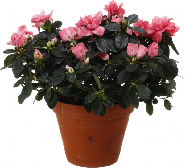 Рослина кімнатна Азалія мікс 17/35