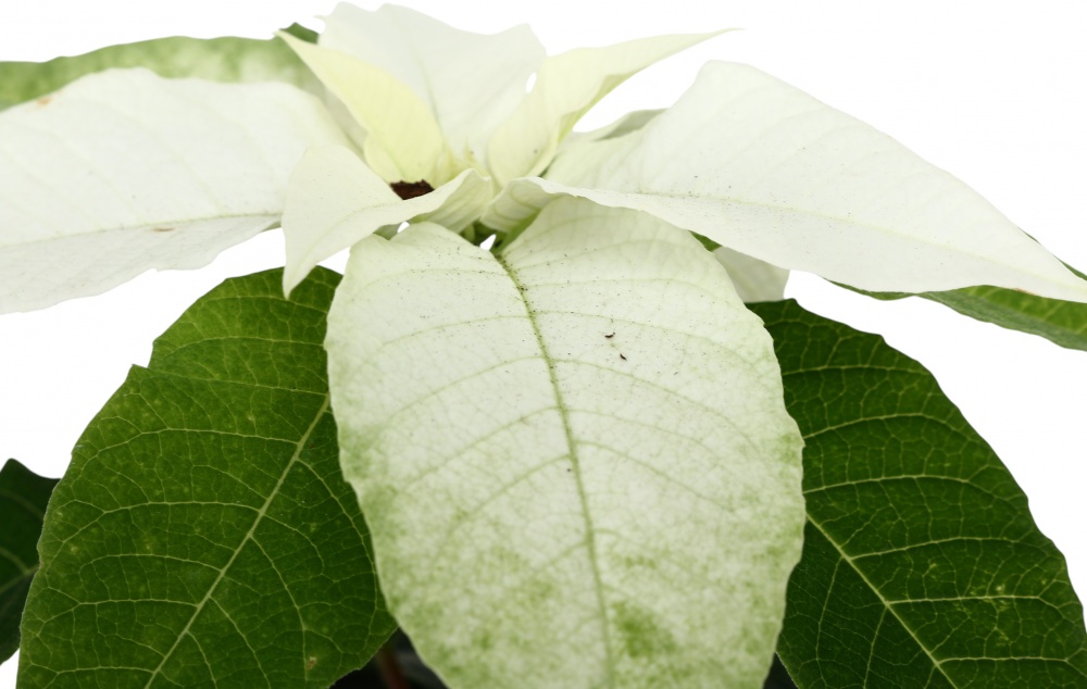 Растение комнатное Пуансетия Эуфорбия пульцерима d12