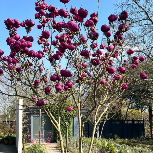 Растение Магнолия Black Tulip d21/h50