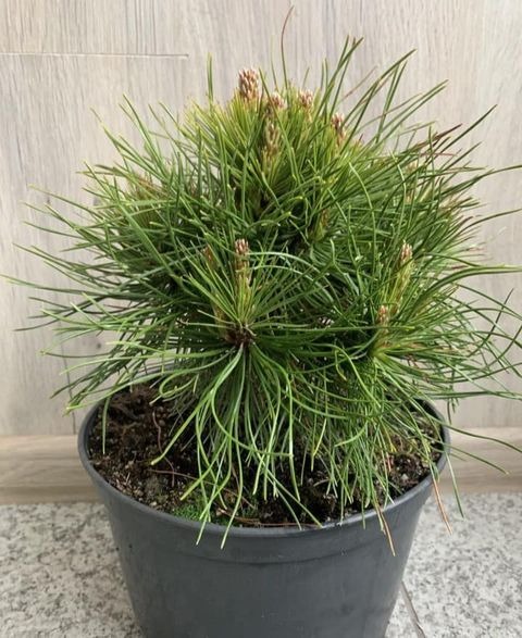 Растение Сосна горная / Pinus mugo Warella, С12