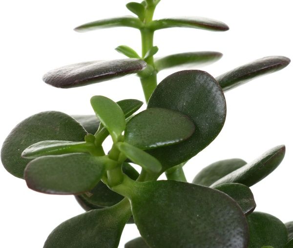 Растение Крассула микс 10х20 см