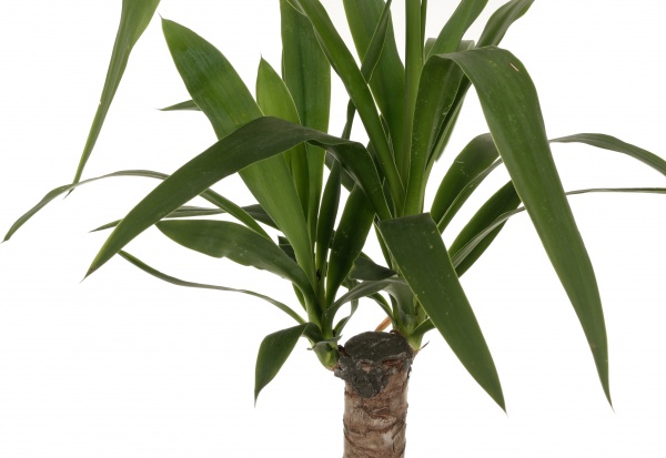 Растение комнатное Юкка штамб 14х60 см