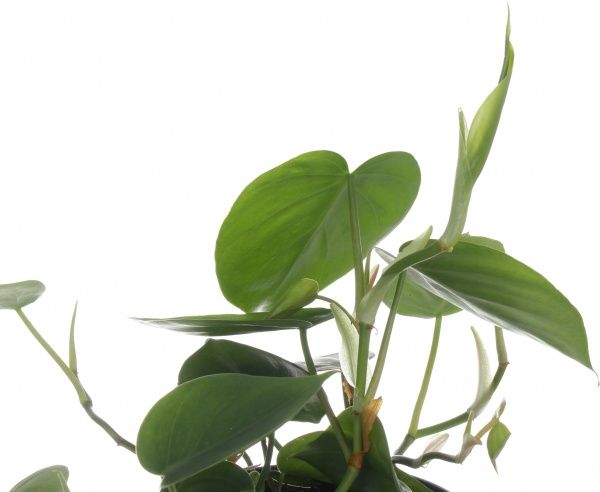 Растение Филодендрон Argyraeus 12/20