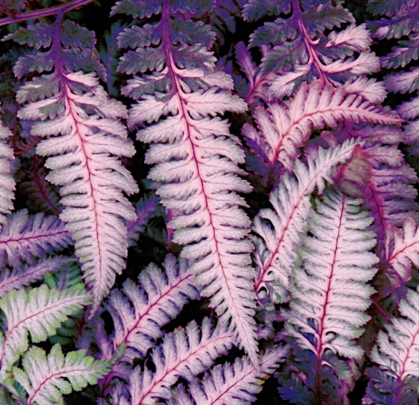 Растение Кочедыжник Burgundy Lace С3