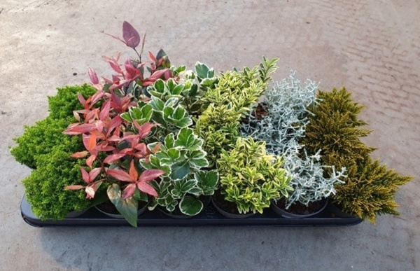 Растение Уличные растения микс d9/h10