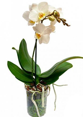 Растение Фаленопсис микс 1 ветка 9х35/45 см