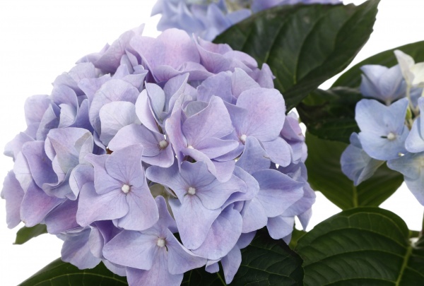 Рослина кімнатна Гортензія макро мікс 2/3 10/20