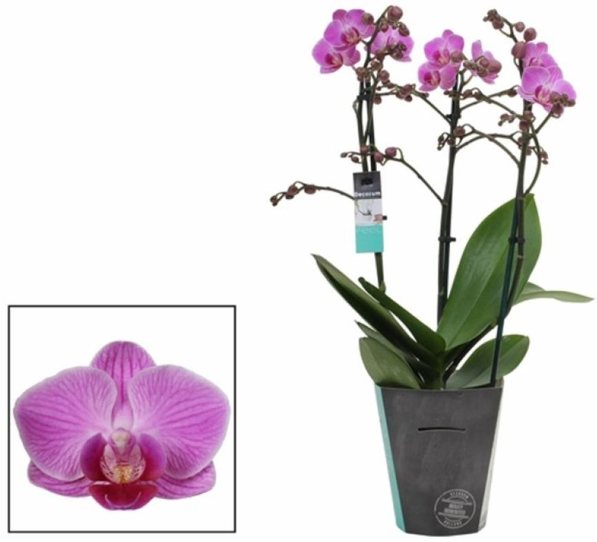 Рослина Фаленопсис (орхідея) 12x50 1 стовбур мікс (Anthura BV)