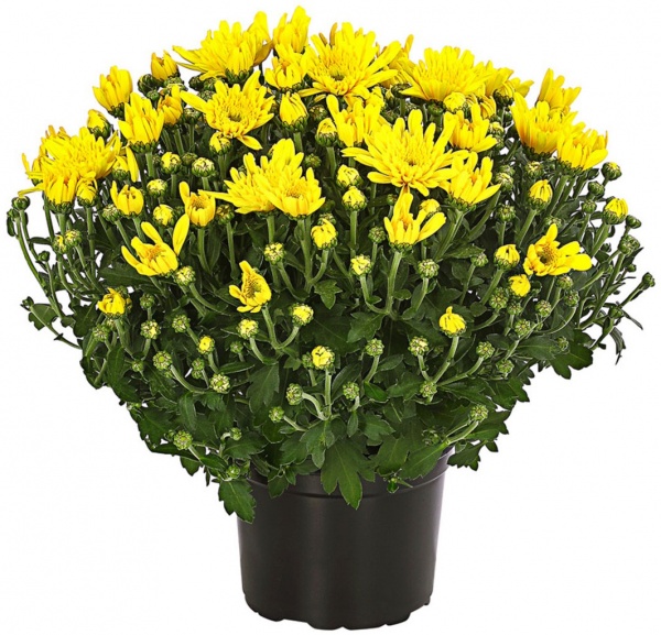Рослина Хризантема с2