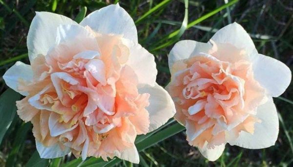 Луковица Яскрава Flower Surprise 2 шт. 