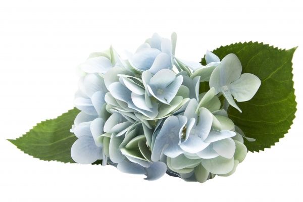 Квітка штучна Гортензія 42 см блакитна 630614