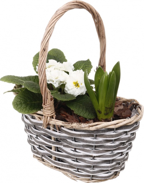 Рослина кімнатна Кошик №33 Гіацинт 1шт. + Примула 23х14х21 см