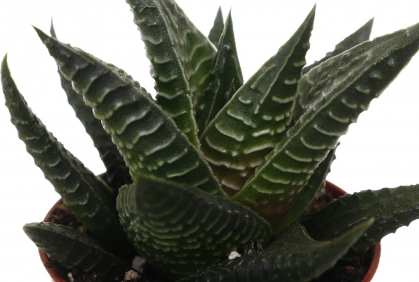 Рослина кімнатна Сукулент 5х8 см