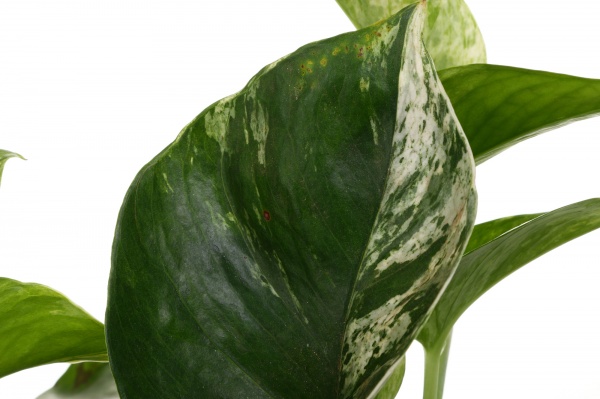 Растение комнатное Эпипремнум Marble Queen d12/h20