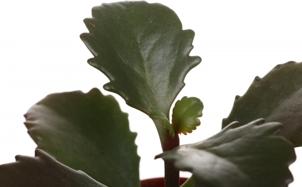 Рослина кімнатна Сукулент мікс 5х8 см