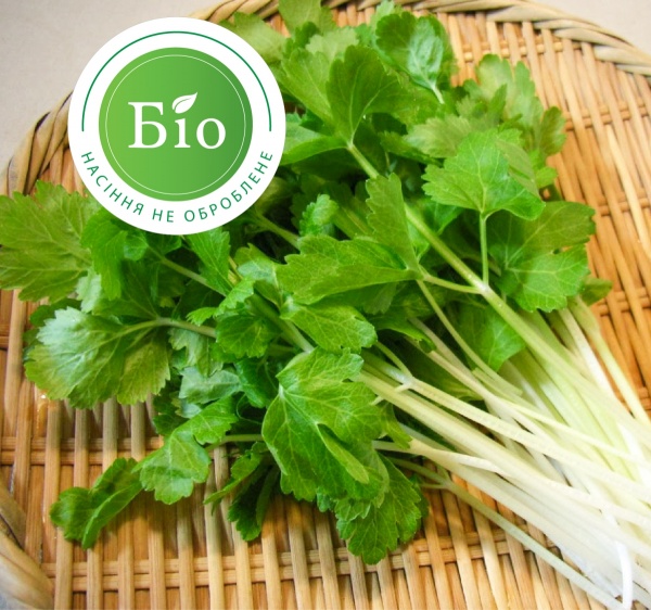 Семена Професійне насіння сельдерей листовой Амстердам 0,5г (4820176692610)