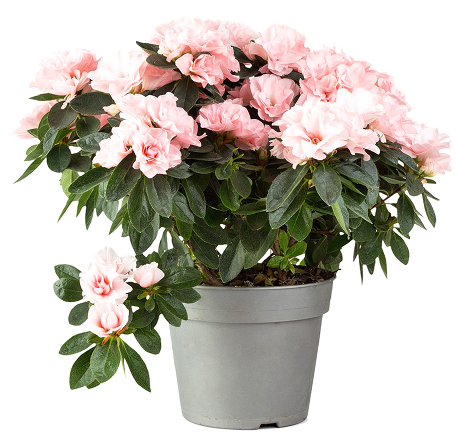 Рослина кімнатна Азалія 13х25 см мікс