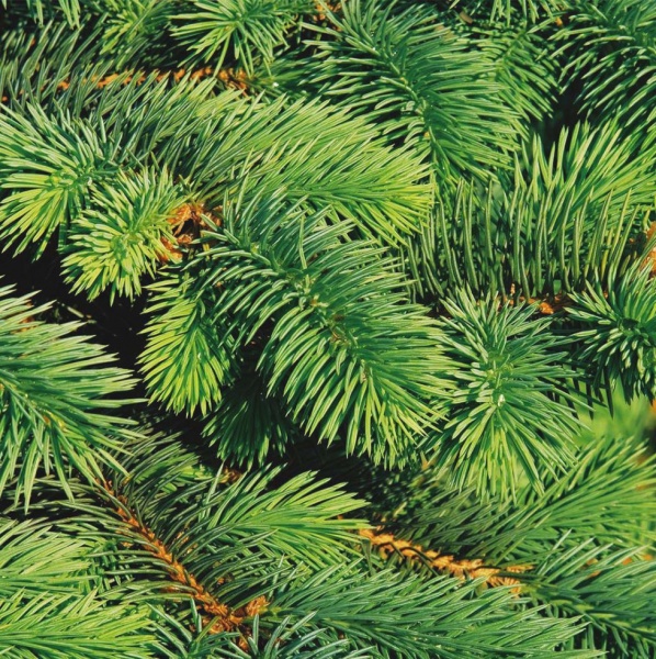 Растение Ель колючая Супер Грин/Picea gl. 'Super Green' С5/H80-100