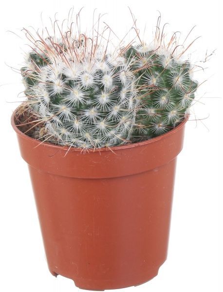 Растение Кактус микс 5,5