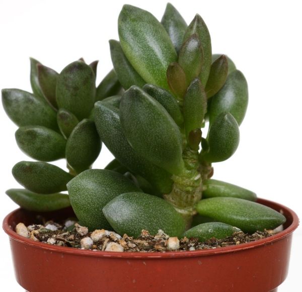 Рослина кімнатна Андроміскус ø5,5 h7