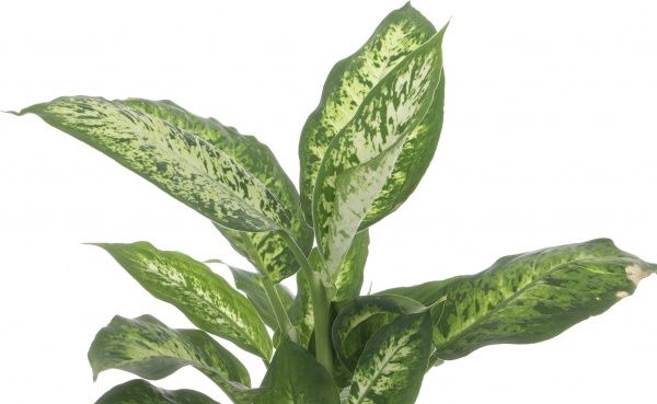 Растение Дифенбахия д12 в40